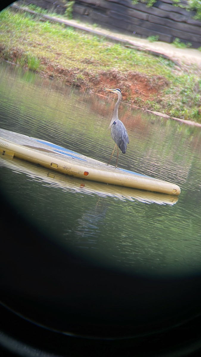 Great Blue Heron - ML579504271