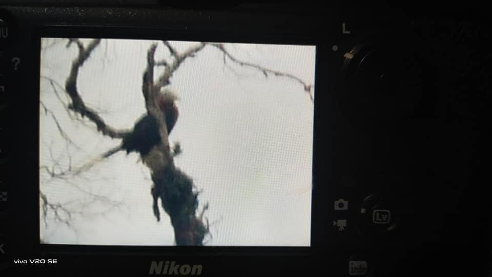 Rufous-necked Hornbill - Chewang Bonpo