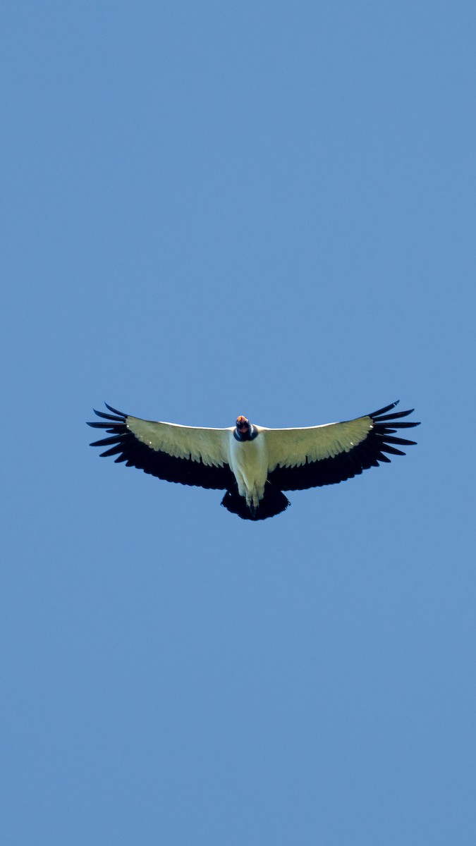 King Vulture - ML579505081