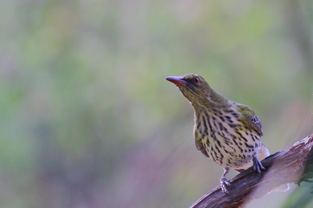 Olive-backed Oriole - Paul Lynch