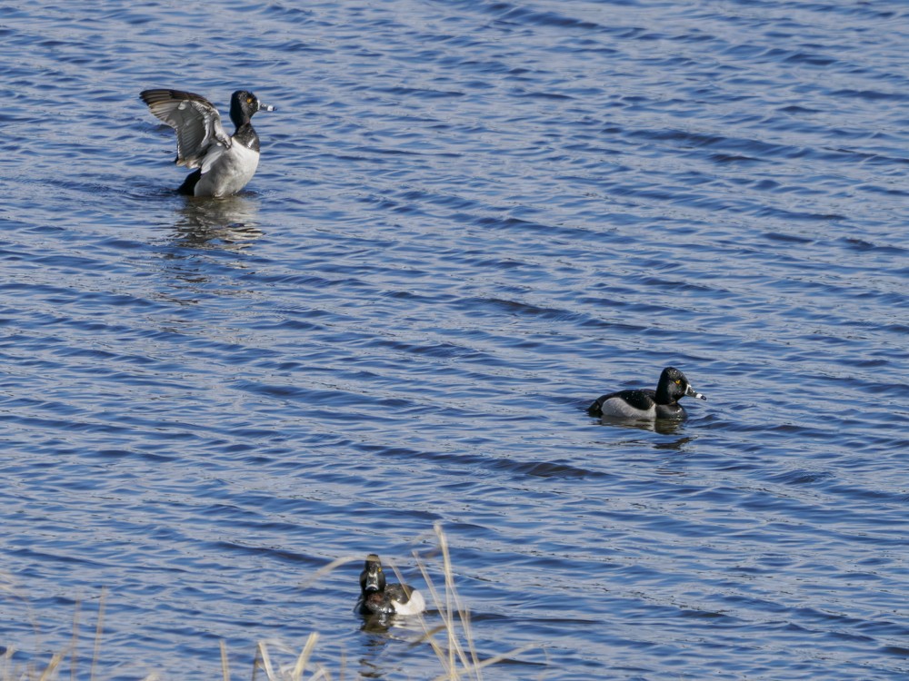 Ring-necked Duck - ML579505141