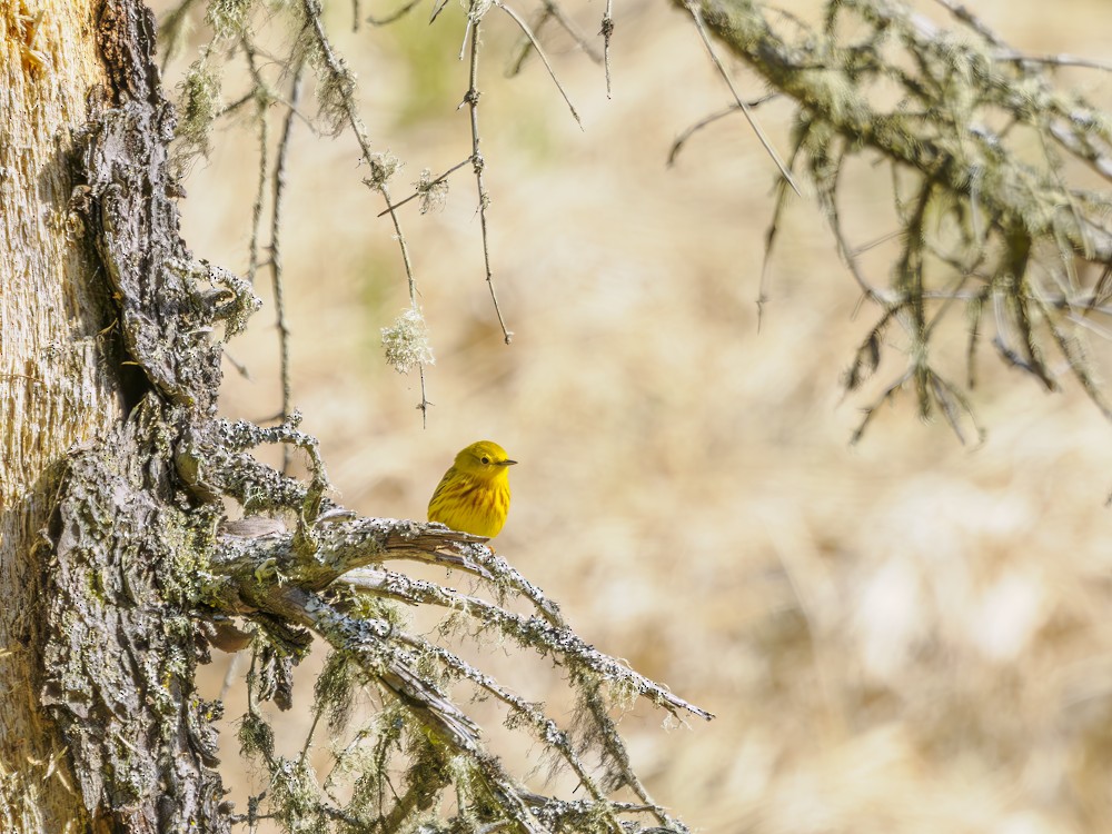 Yellow Warbler - ML579505191