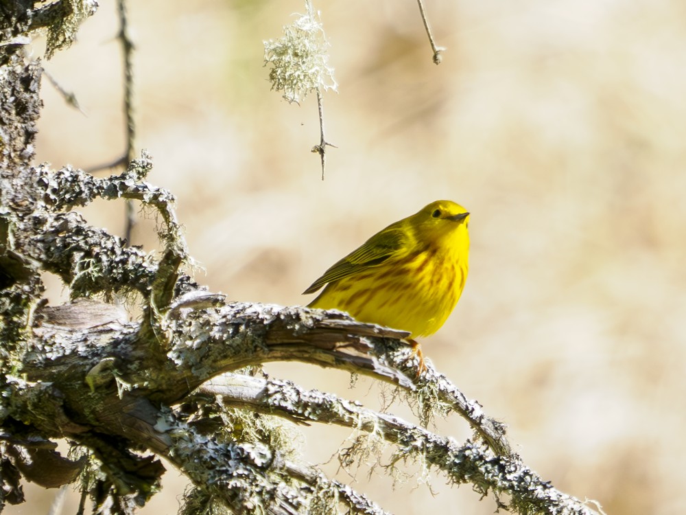 Yellow Warbler - ML579505201