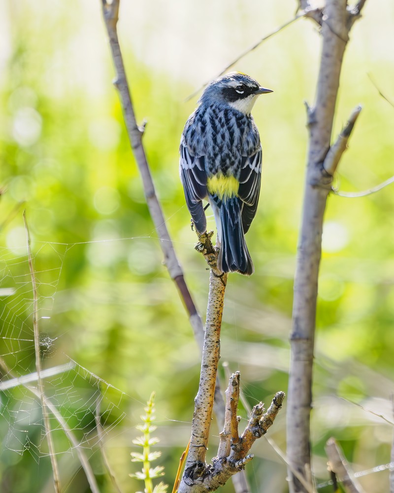 Yellow-rumped Warbler (Myrtle) - ML579505231