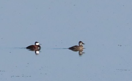 Ruddy Duck - ML579506931