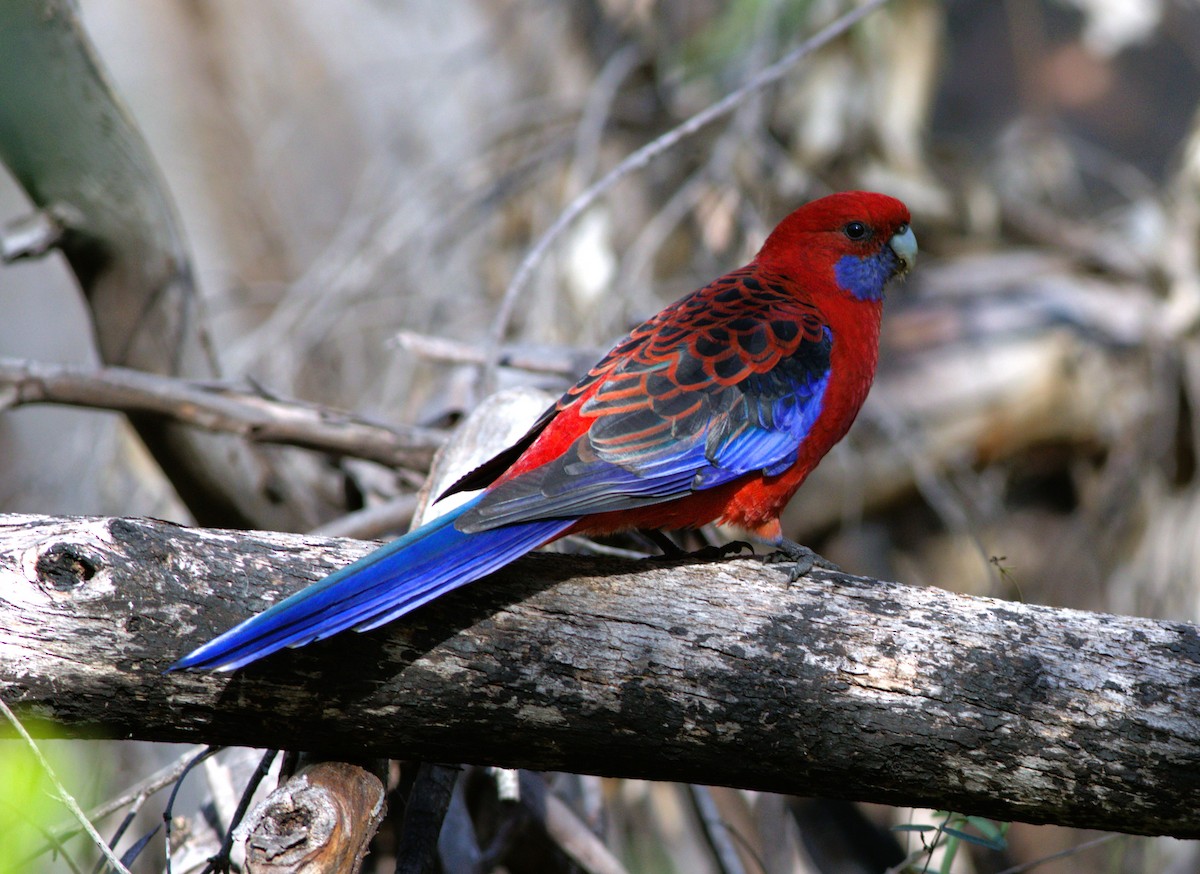 Crimson Rosella - ML579507051