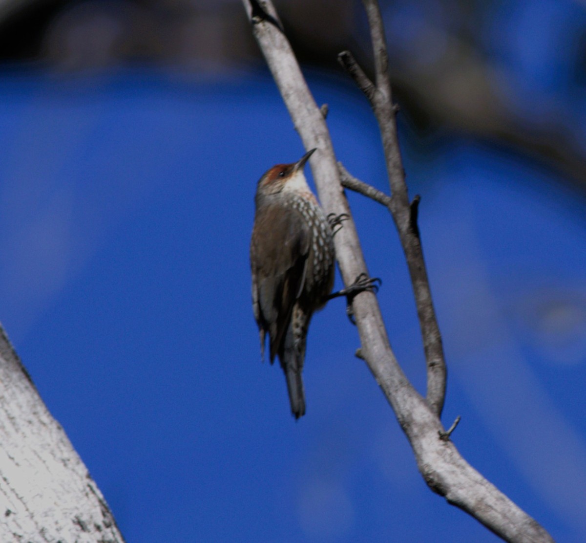 Red-browed Treecreeper - ML579507071