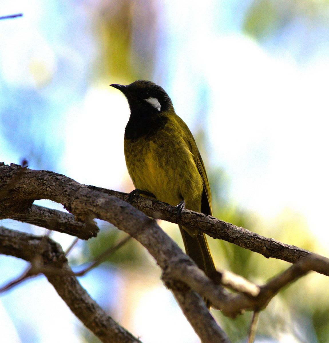 White-eared Honeyeater - ML579507111