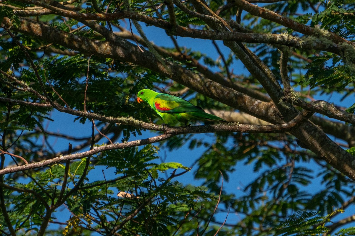 Olive-shouldered Parrot - ML579507131