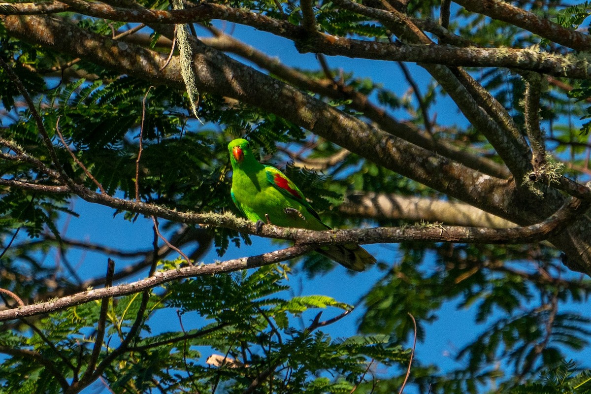 Olive-shouldered Parrot - ML579507141