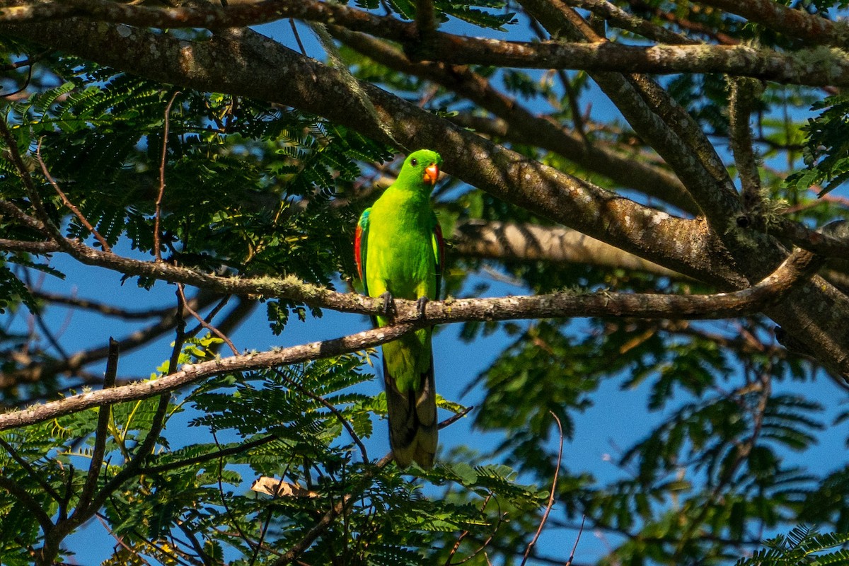 Olive-shouldered Parrot - ML579507181