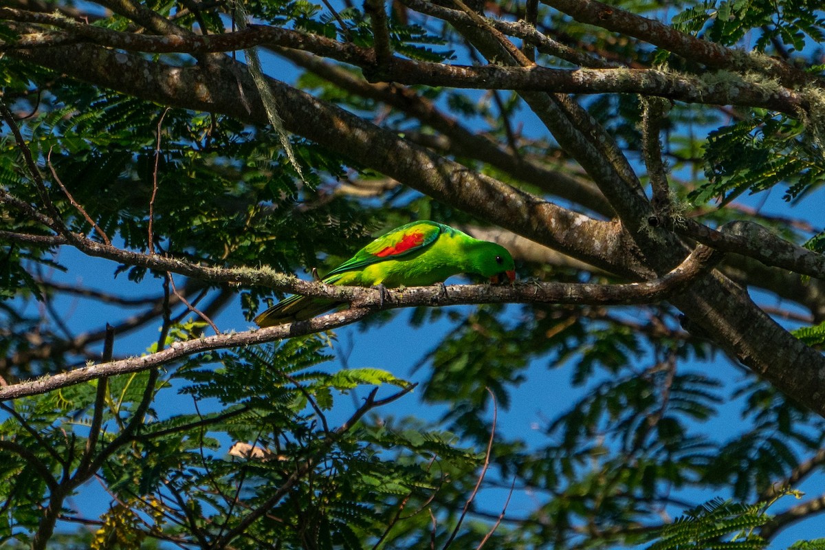 Olive-shouldered Parrot - ML579507191