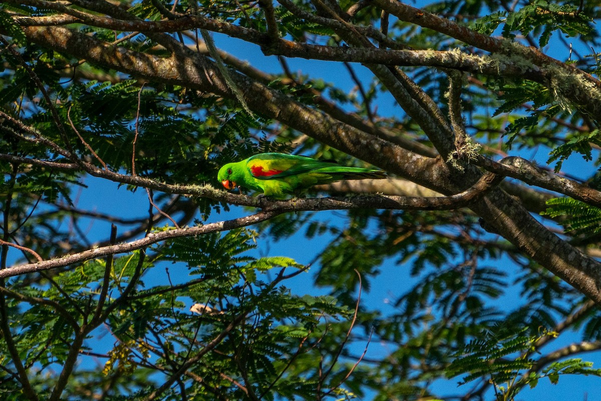 Olive-shouldered Parrot - ML579507201