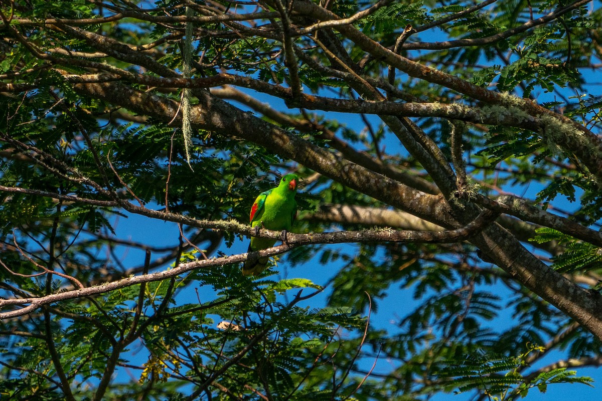 Olive-shouldered Parrot - ML579507211