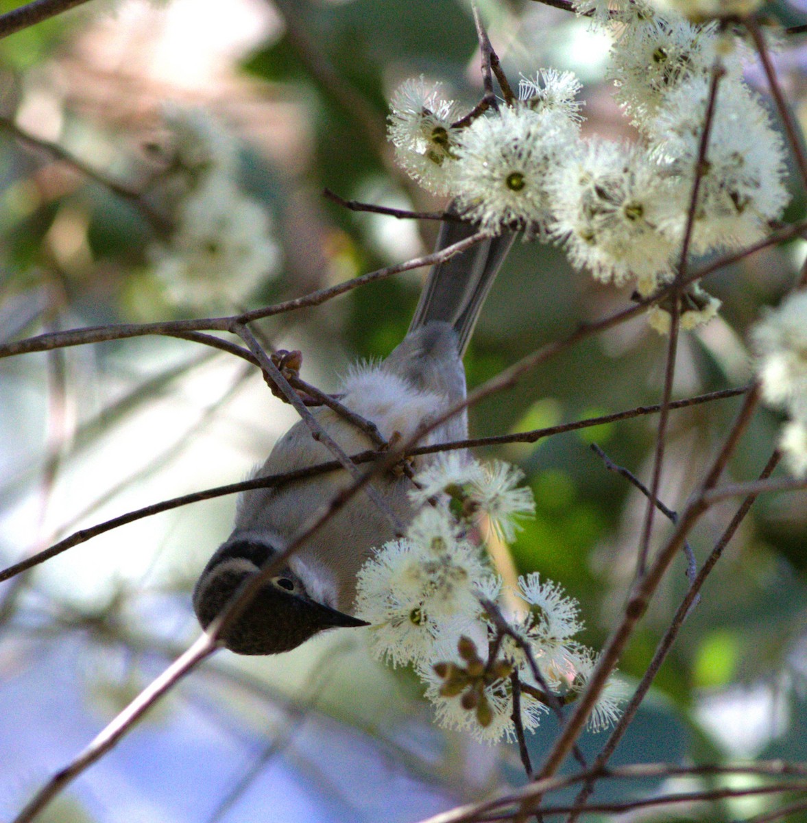 Brown-headed Honeyeater - ML579507221