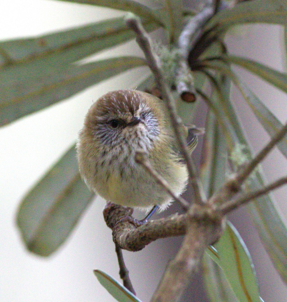 Striated Thornbill - ML579507281