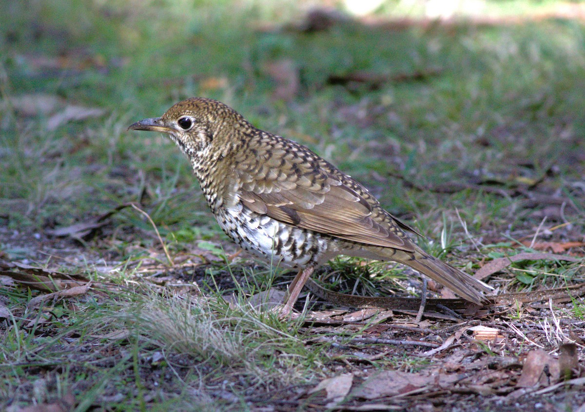 Bassian Thrush - ML579507351