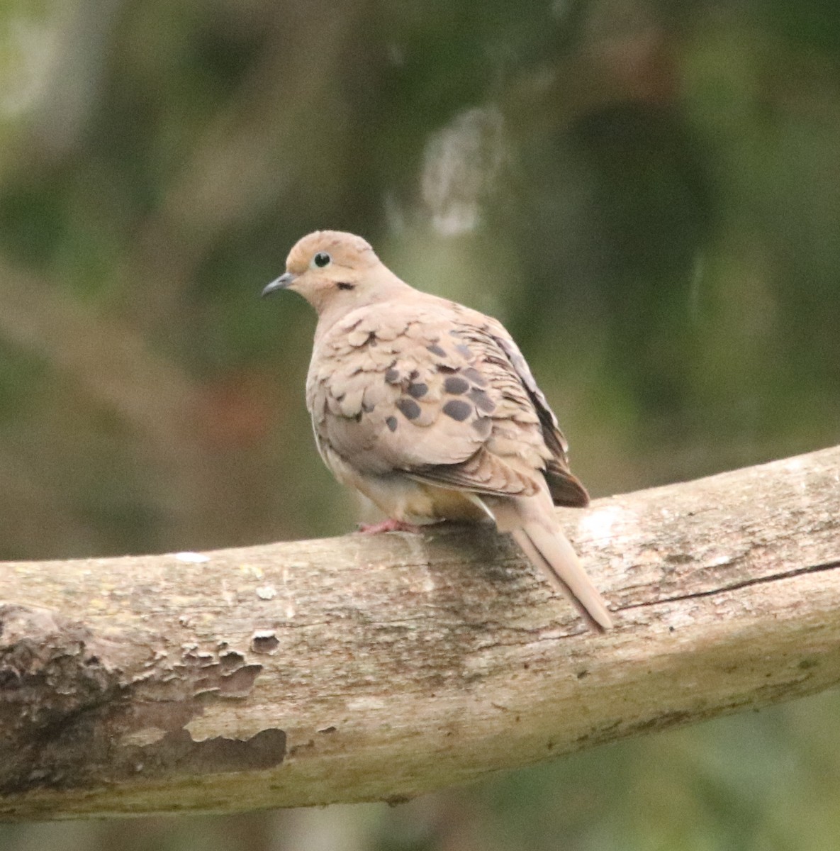 Mourning Dove - ML579507501