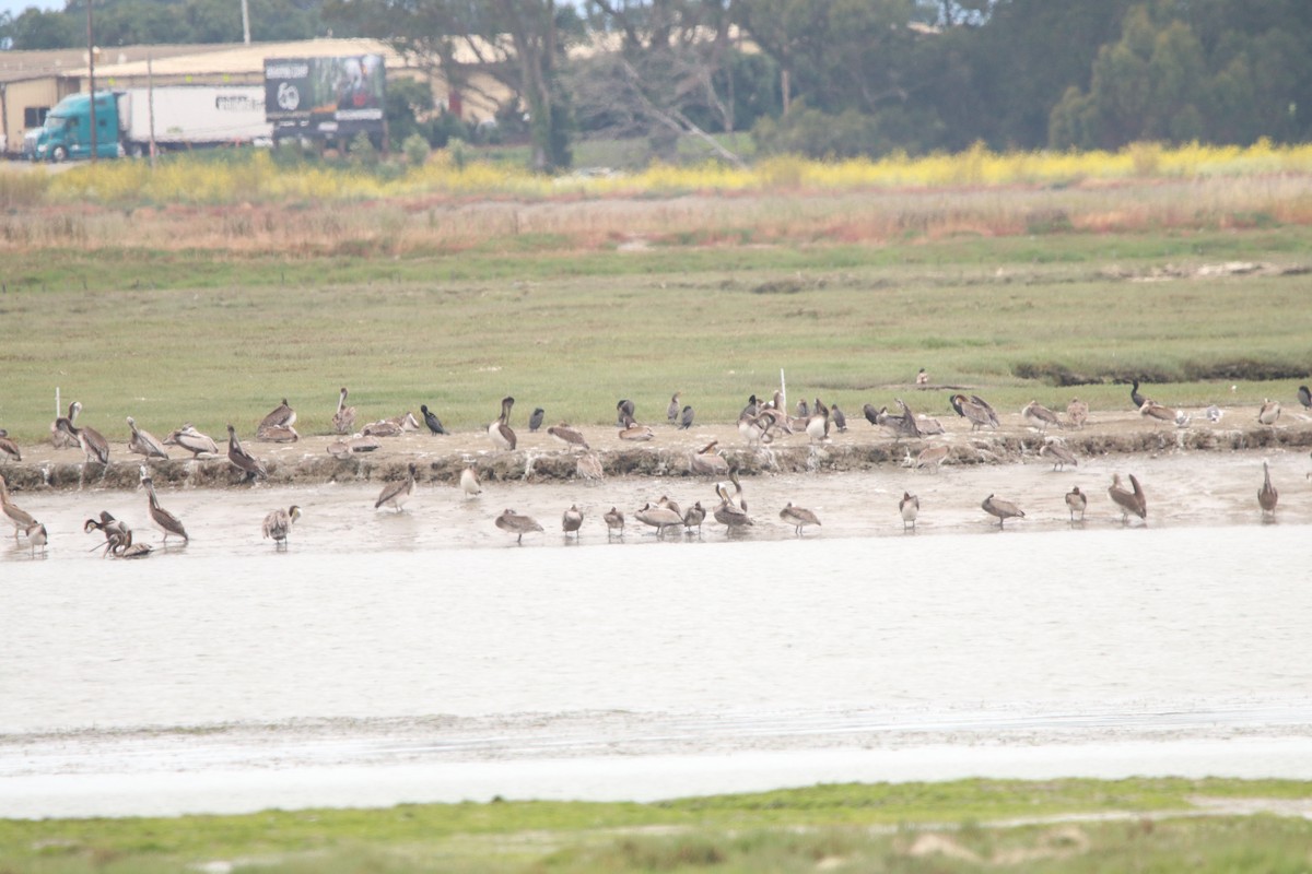 Brown Pelican - ML579507591