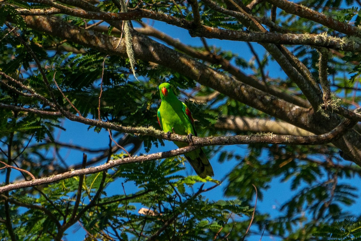 Olive-shouldered Parrot - ML579507731