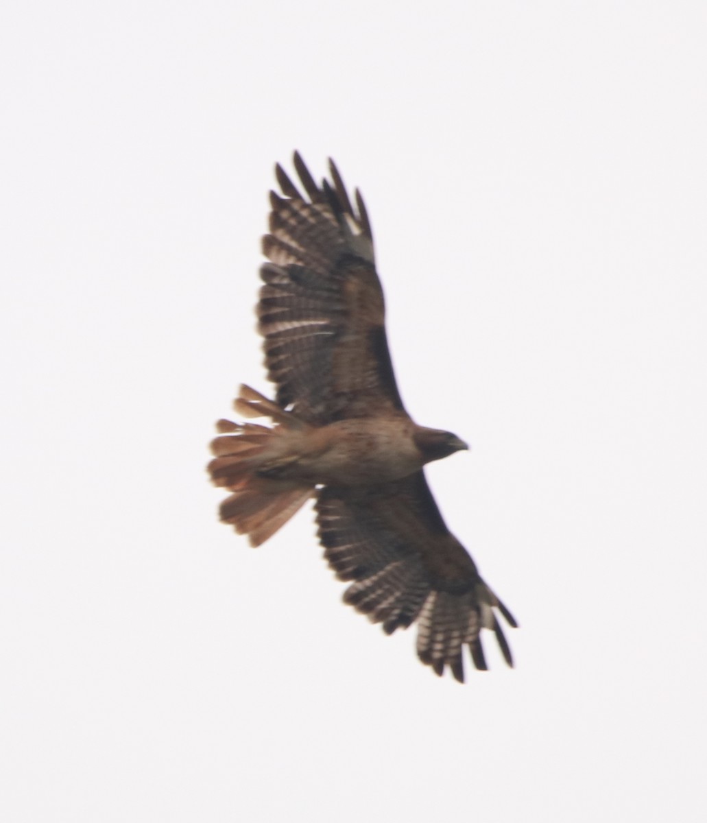 Red-tailed Hawk - ML579508091