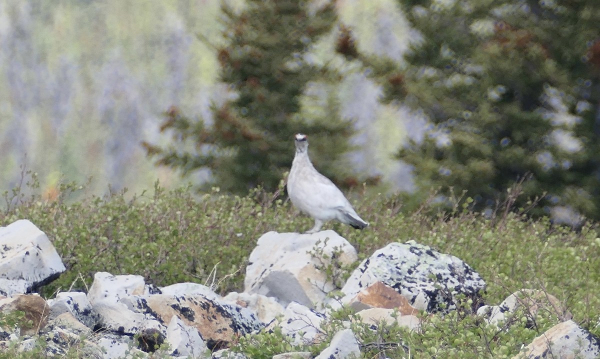 Rock Ptarmigan - ML579508611