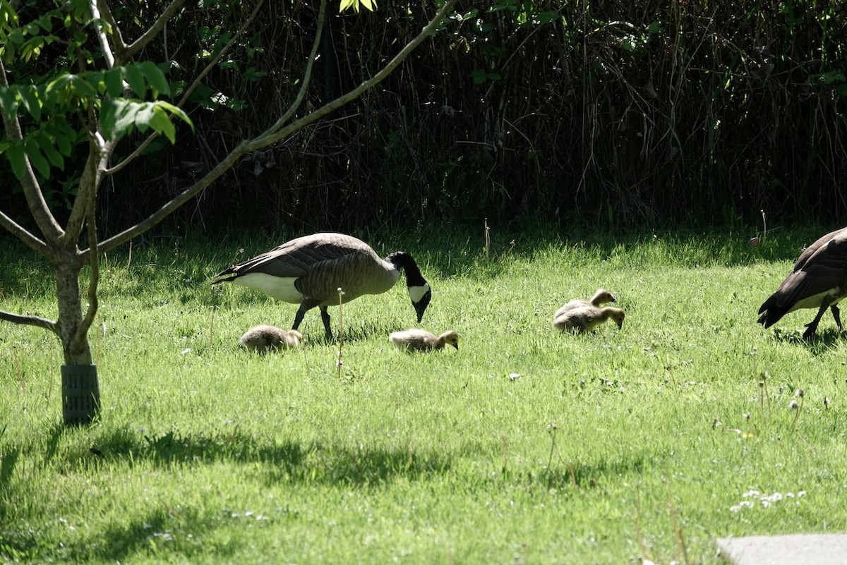 Canada Goose - ML579508831
