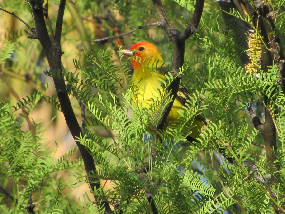 Western Tanager - ML57950941