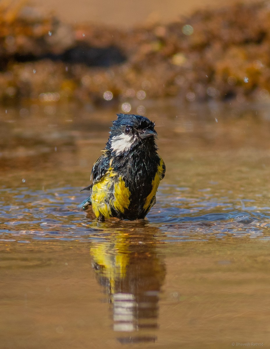 Yeşil Sırtlı Baştankara - ML579509751