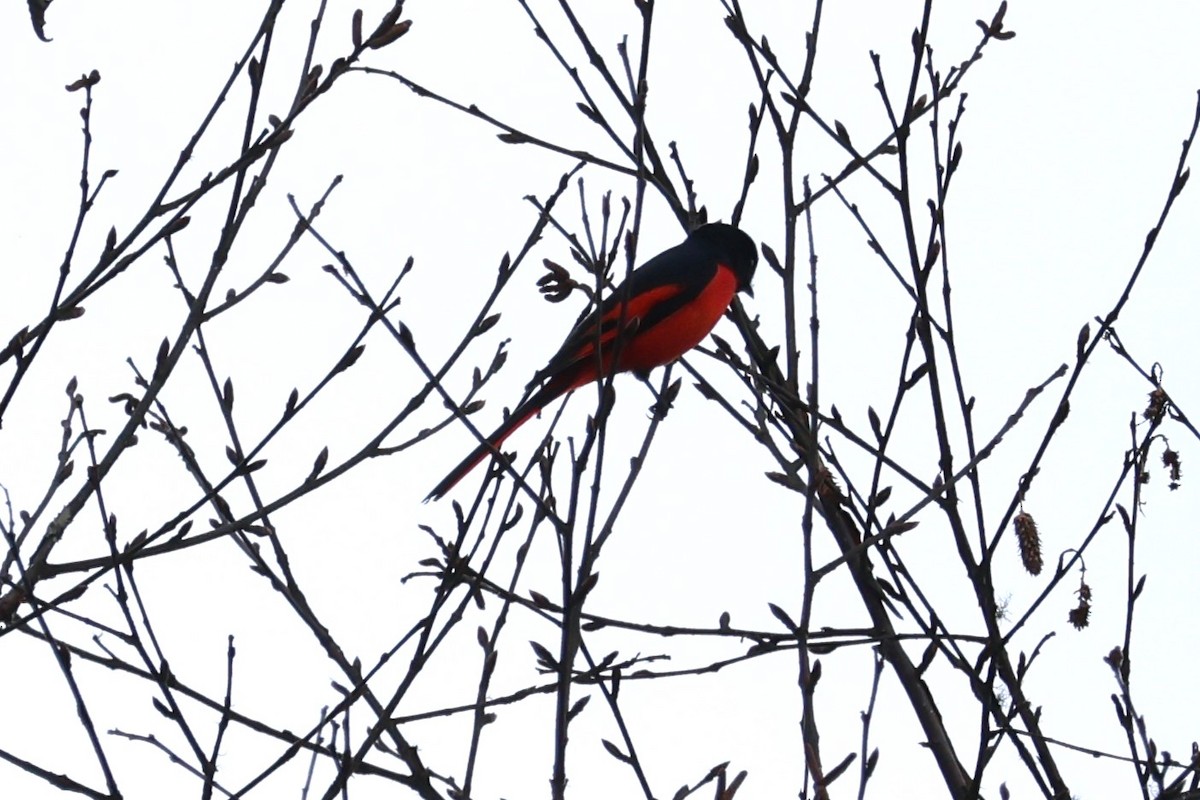 Scarlet Minivet - ML579509761