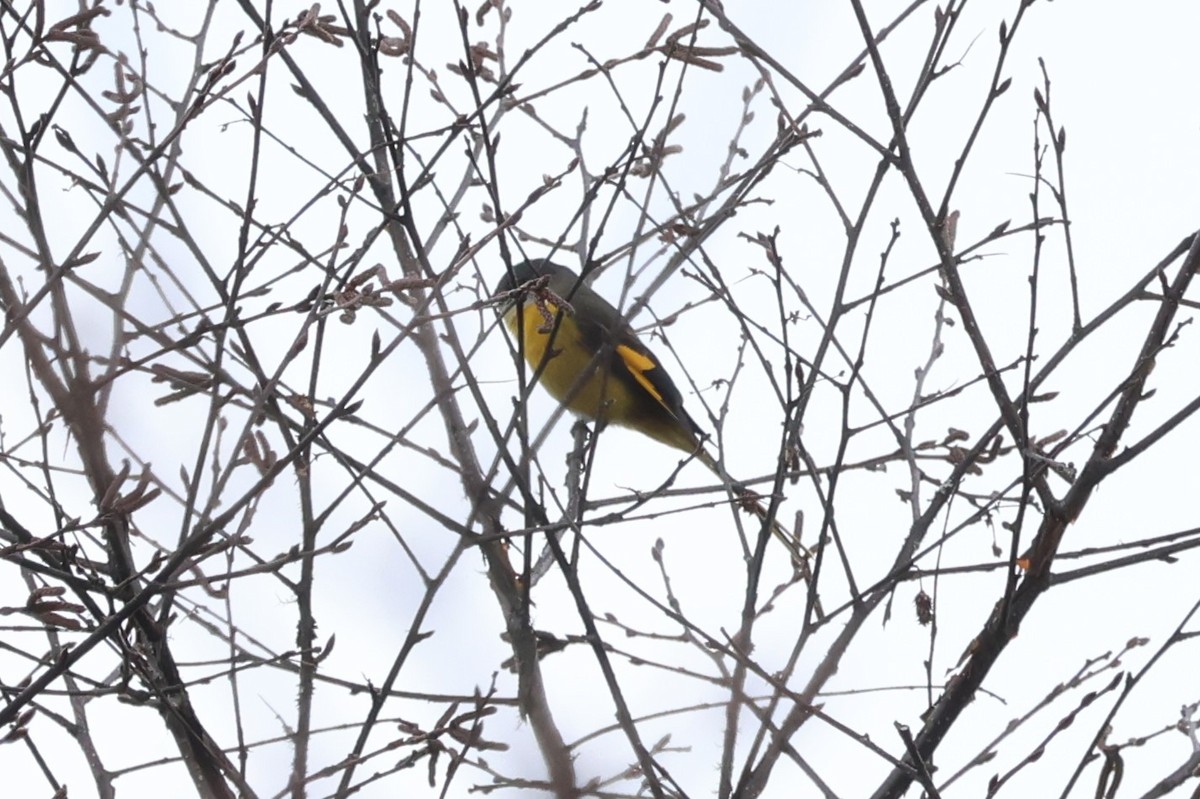 Scarlet Minivet - ML579509771