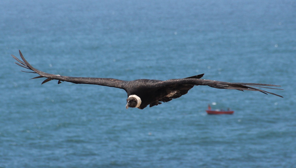 Andean Condor - ML579511401