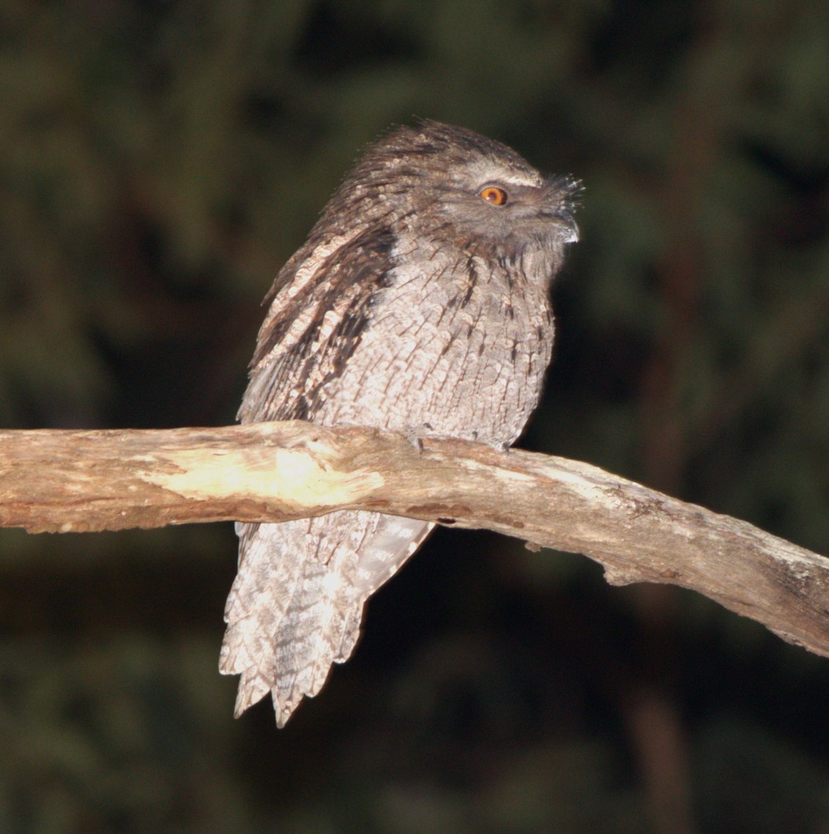 Tawny Frogmouth - ML579512331