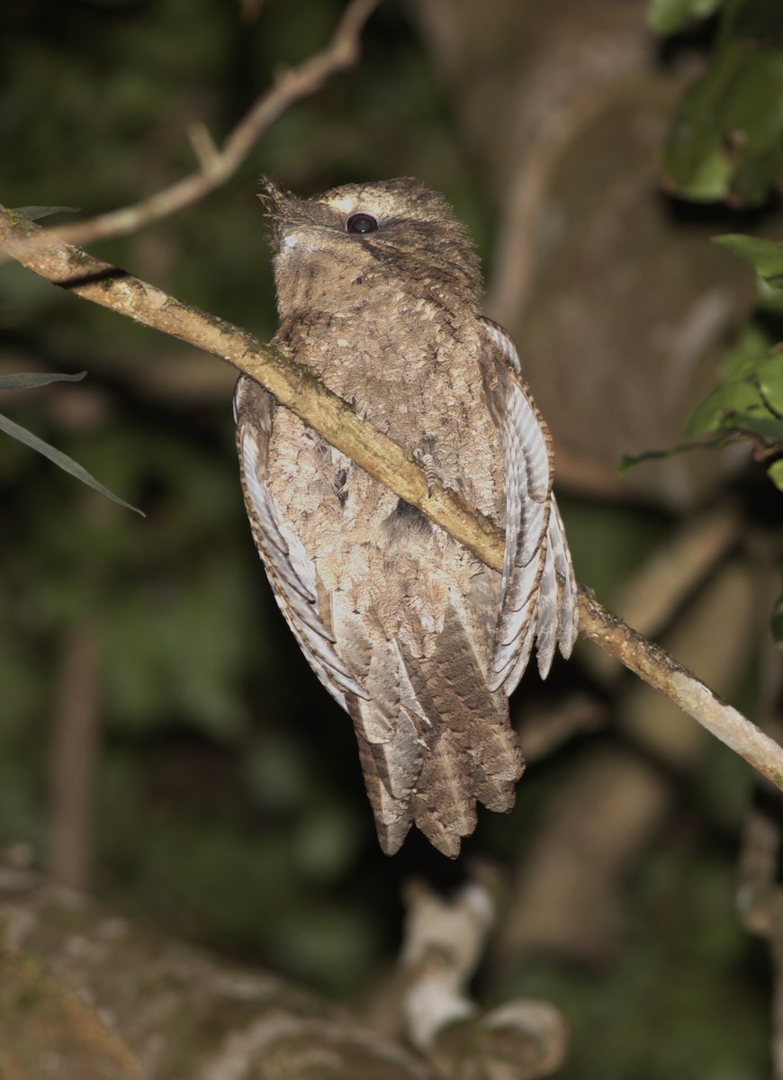 Marbled Frogmouth - ML579512371