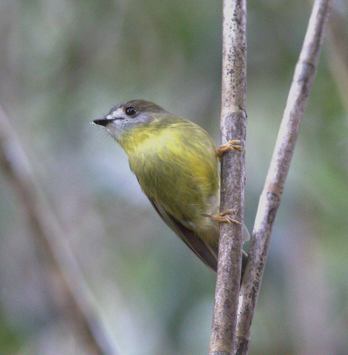 Pale-yellow Robin - ML579512511