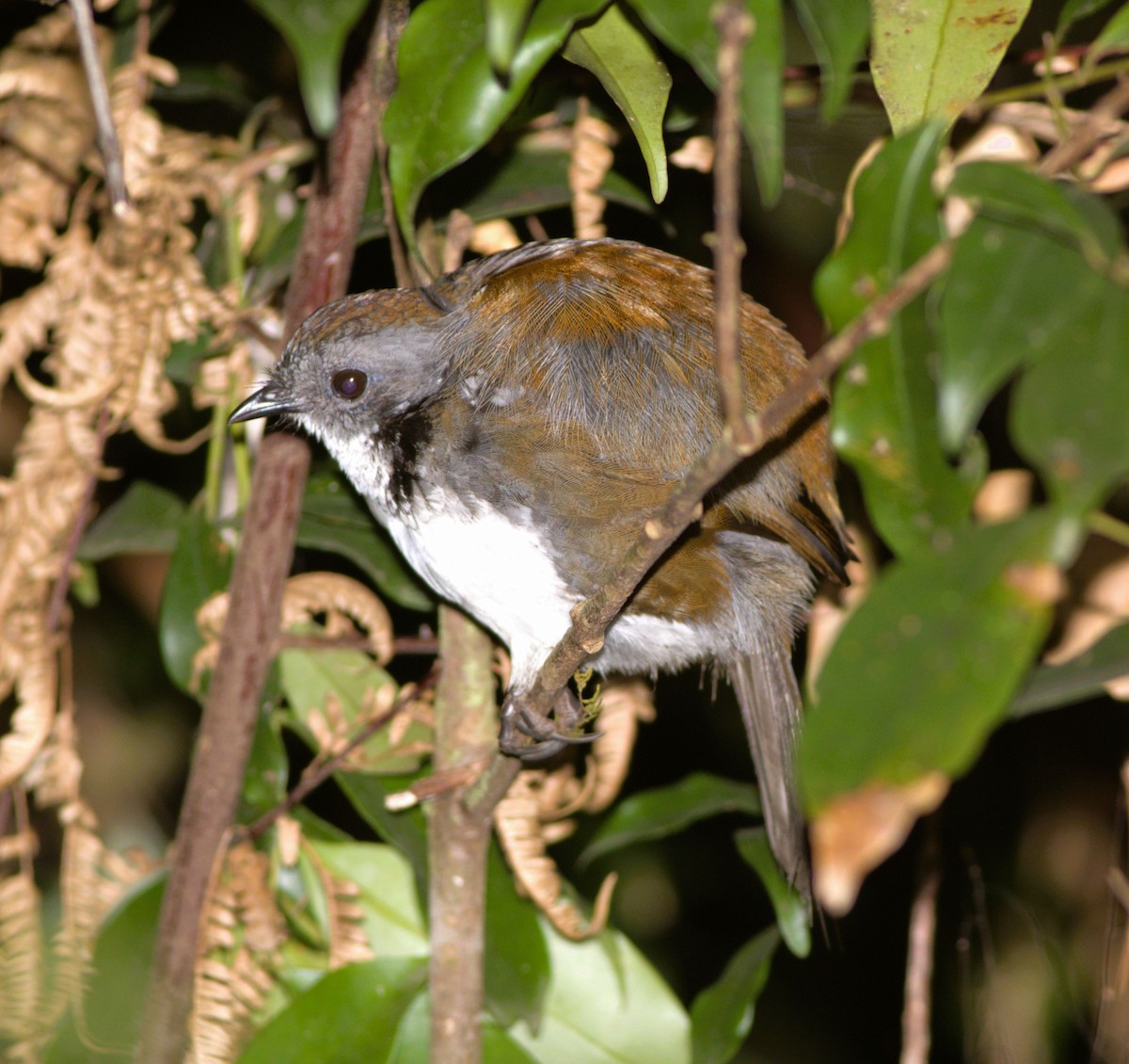 Australian Logrunner - ML579512631