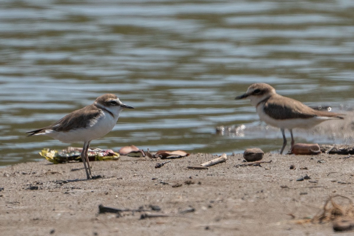 Javan Plover - ML579512661