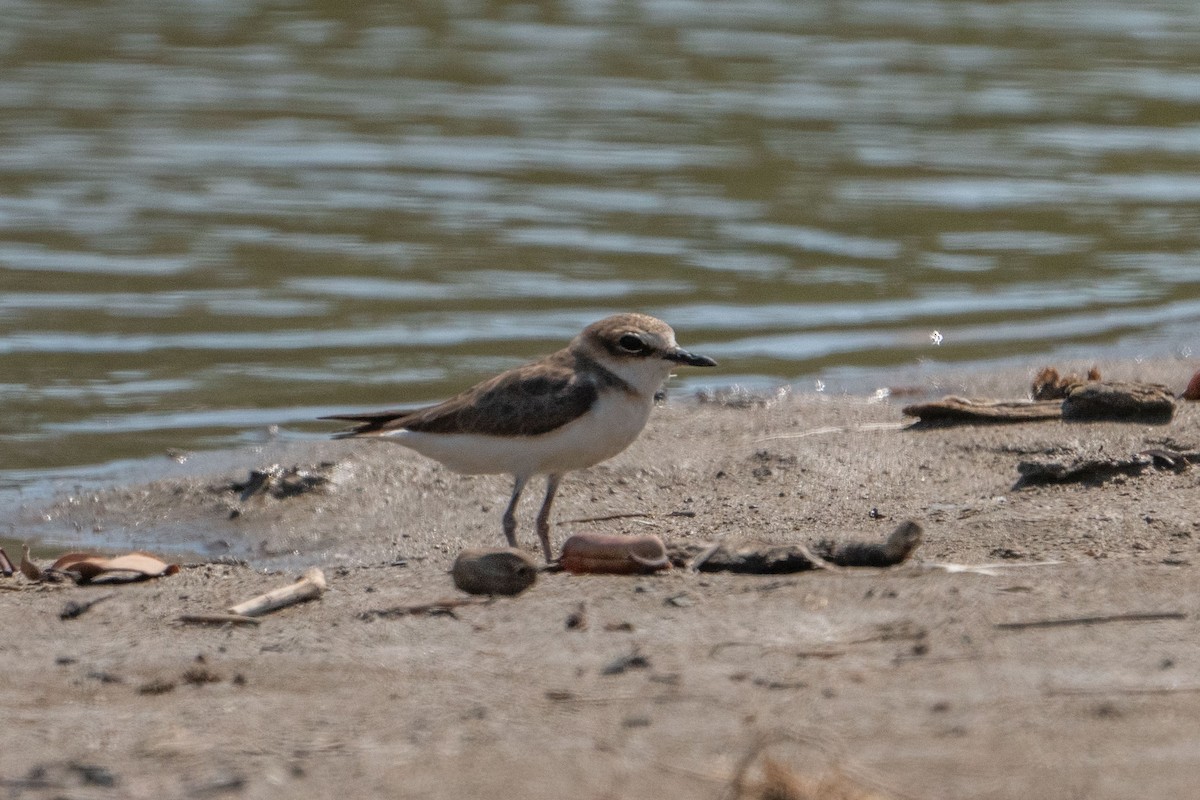 Javan Plover - ML579512681