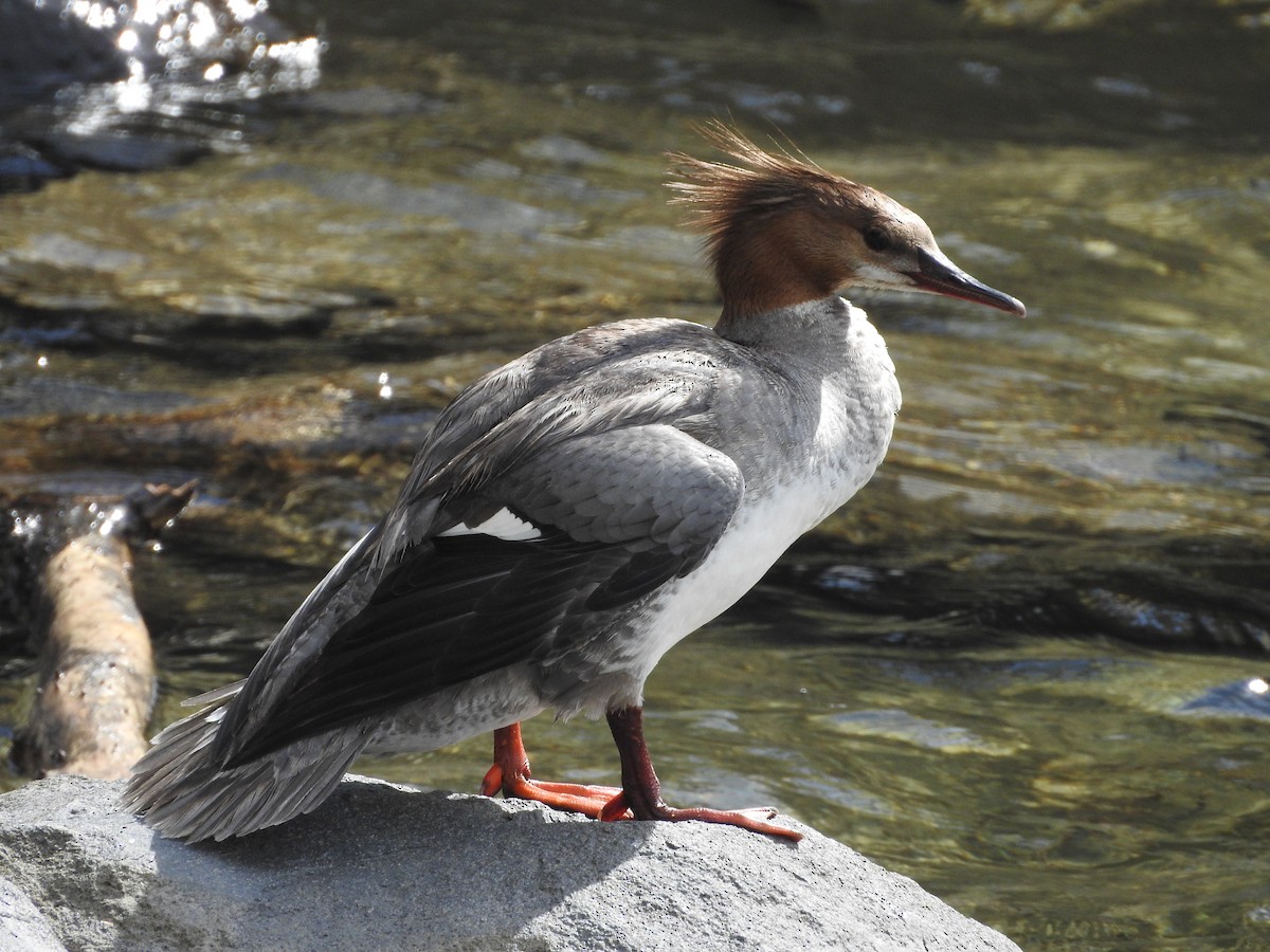 Common Merganser - ML579512871