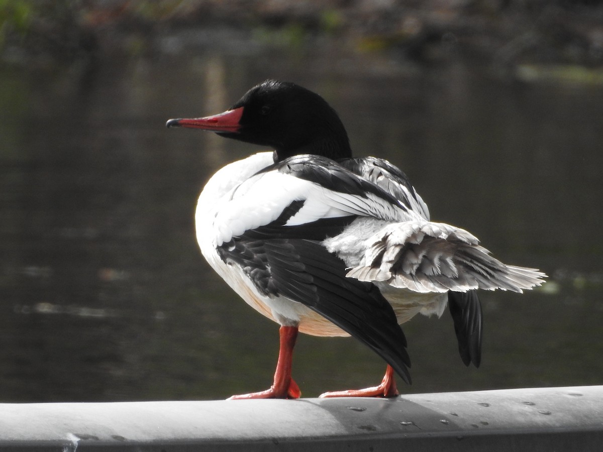 Common Merganser - ML579512881