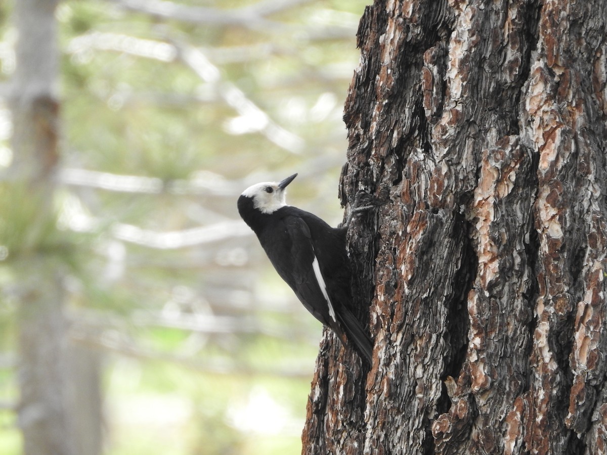 White-headed Woodpecker - ML579512931