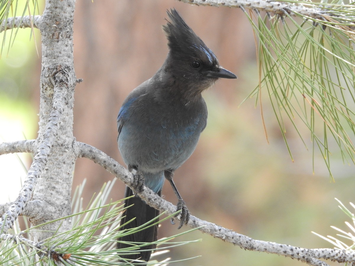 Steller's Jay - ML579512941