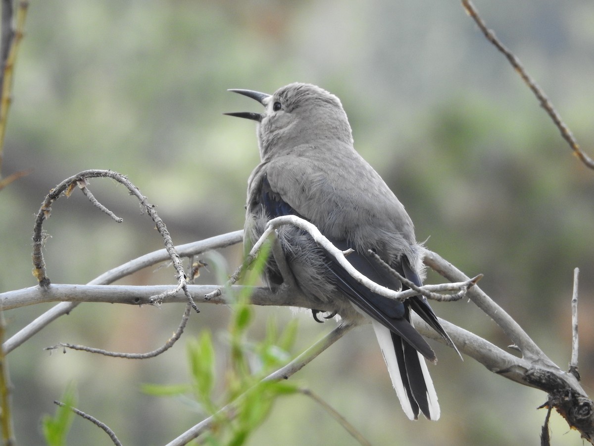 Clark's Nutcracker - ML579512981