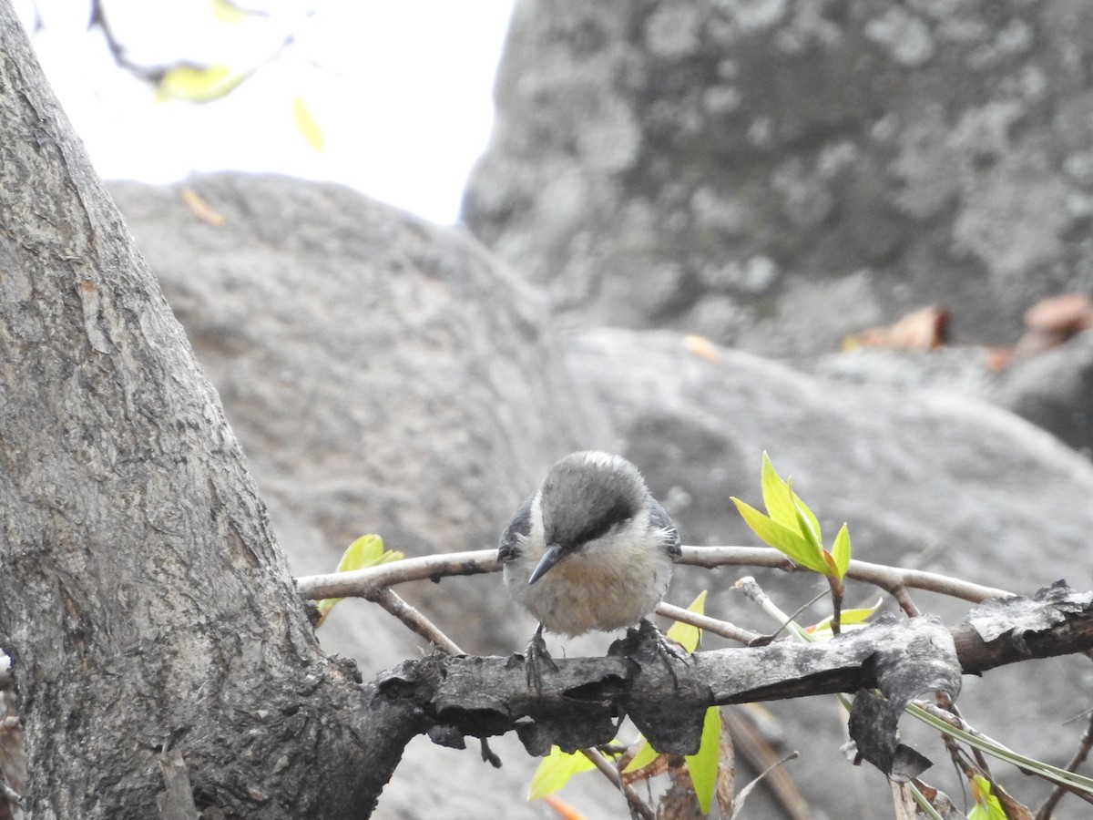 Pygmy Nuthatch - ML579513001