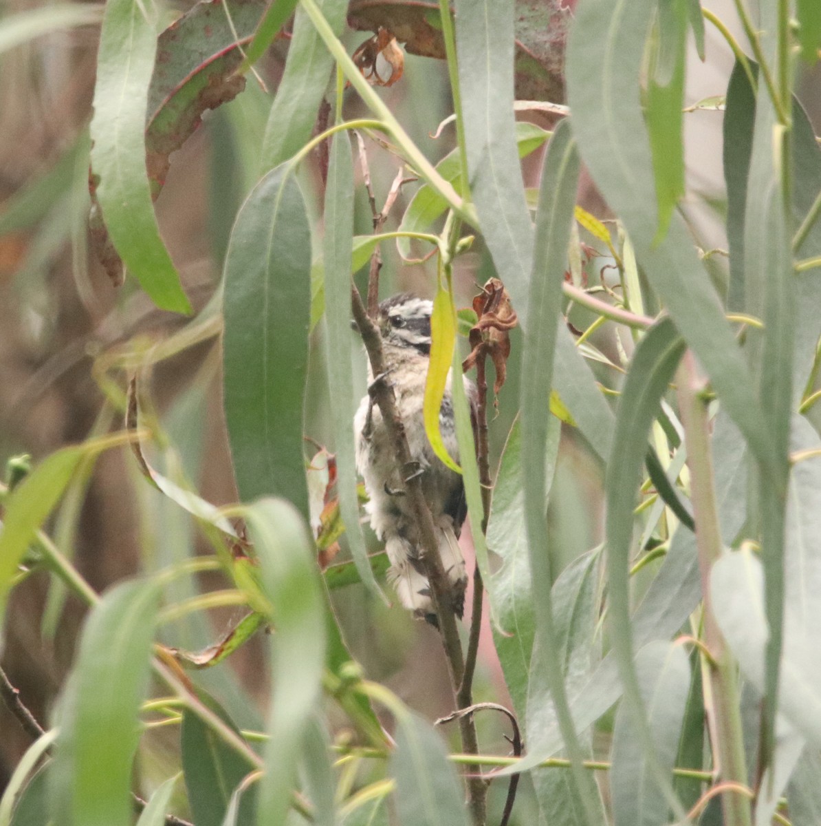 Downy Woodpecker - ML579513031