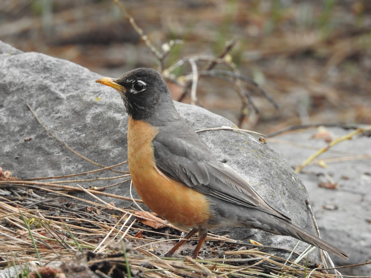 American Robin - ML579513051