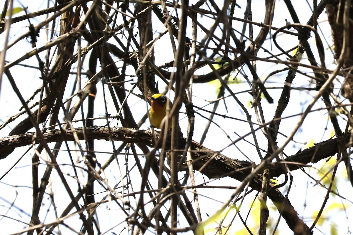 Black-eared Shrike-Babbler - ML579513061