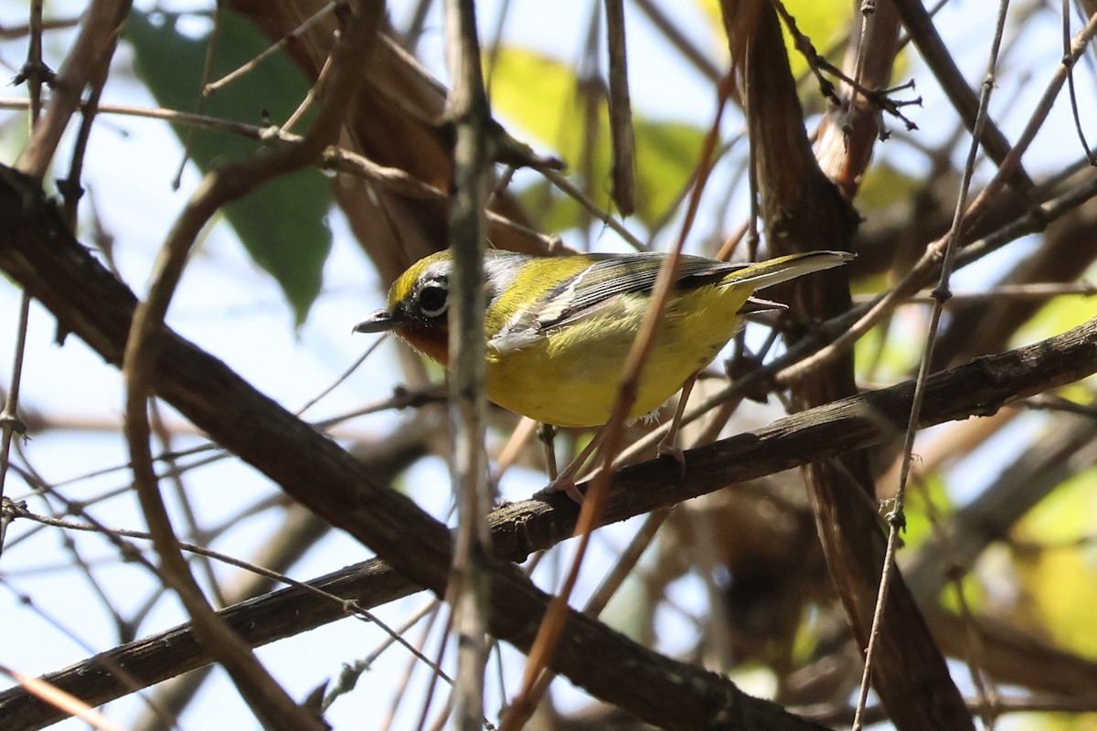 Black-eared Shrike-Babbler - ML579513071