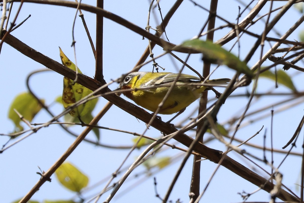 Black-eared Shrike-Babbler - ML579513081