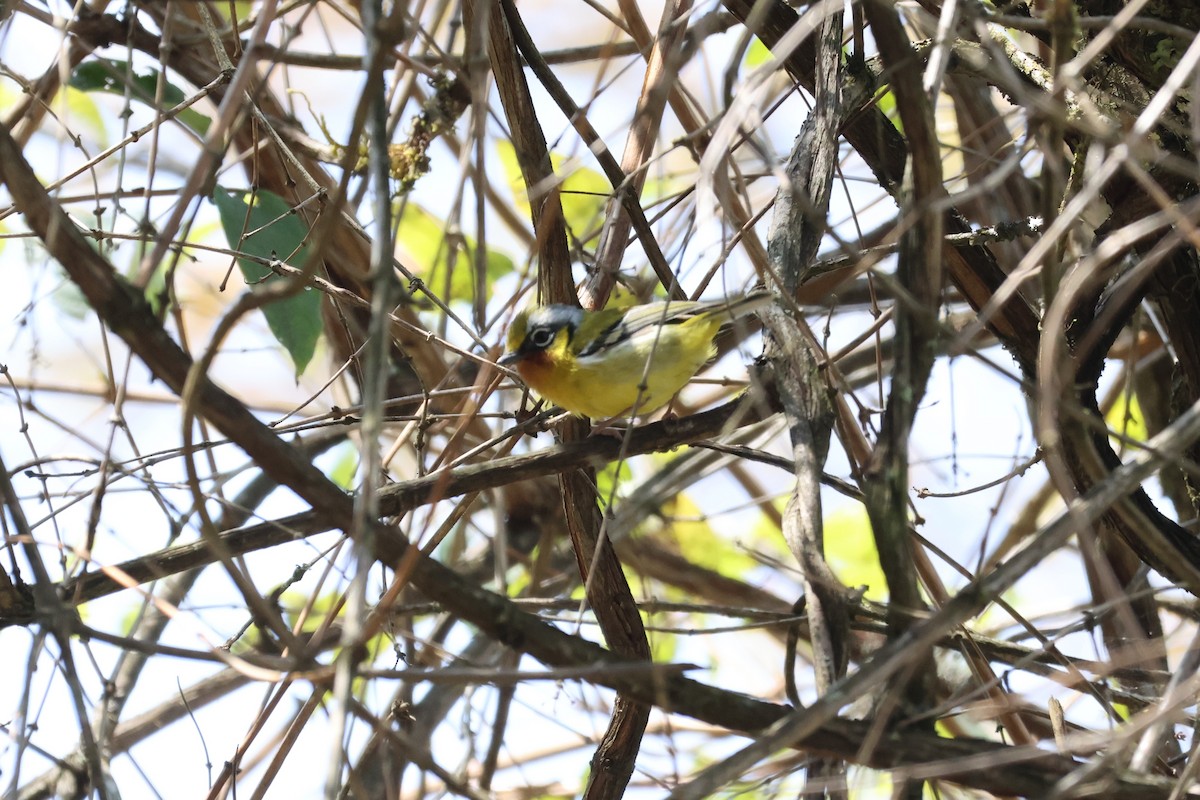 Black-eared Shrike-Babbler - ML579513101